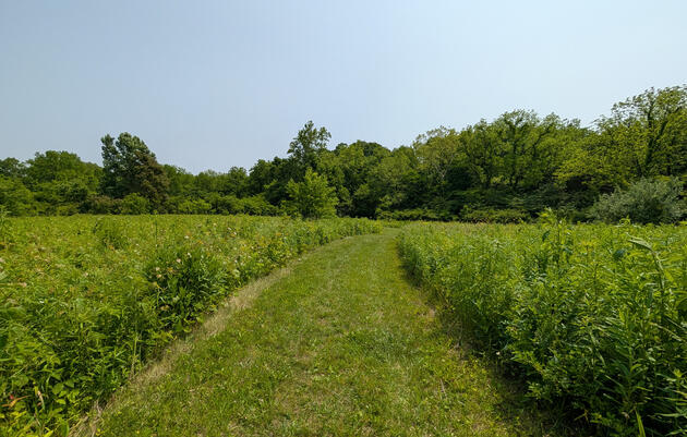 Aullwood OPEN LIMITED HOURS on the July 4th Holiday
