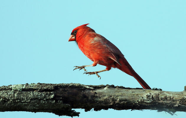 Project FeederWatch at Aullwood