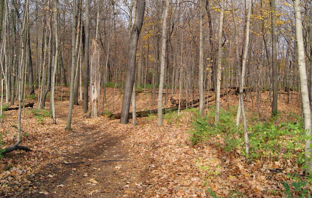 Birding the Farm Walk (Everyone Welcome)