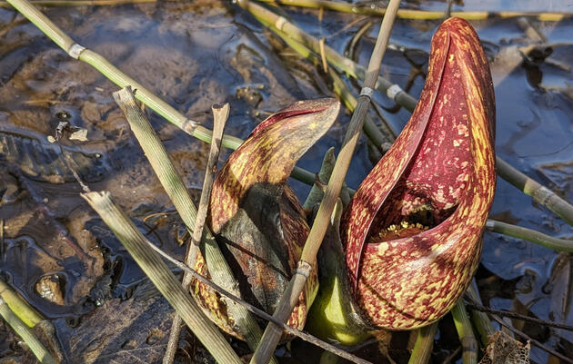 Skunk Cabbage Walk