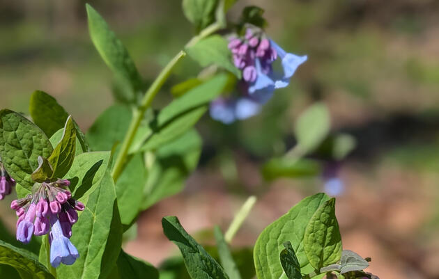 Birds and Blooms Hike