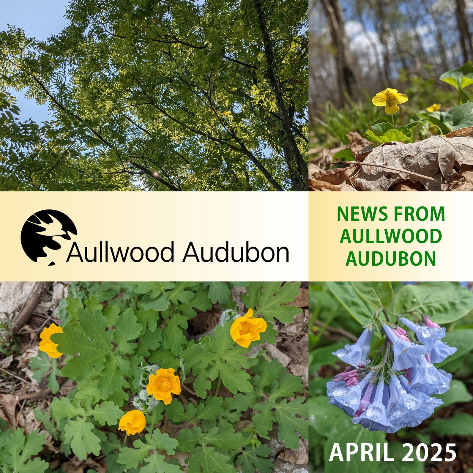 News from Aullwood Audubon April 2025 Logo