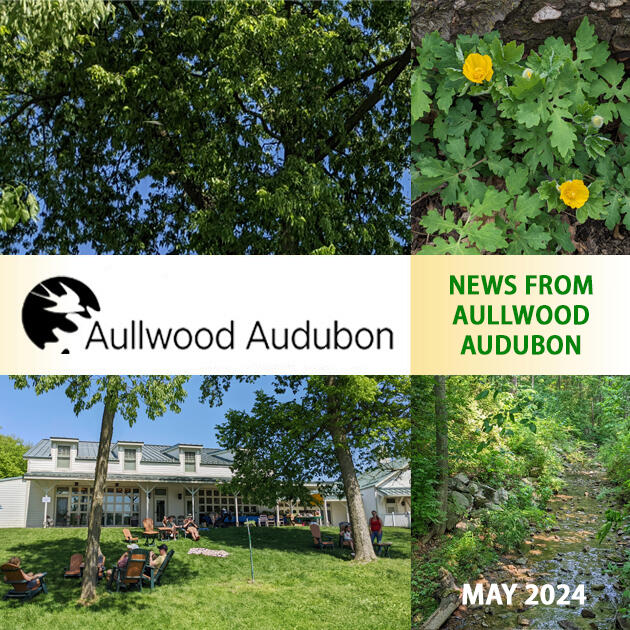 Aullwood Newsletter May 2024 Square Header