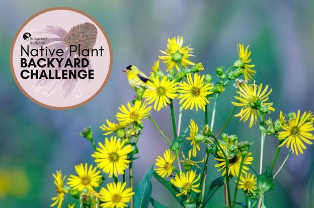 Aullwood Audubon Native Plant Backyard Challenge